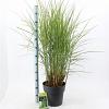 Miscanthus sin. 'Kleine Silbersp.' Pot 12 liter 60 - 80 cm