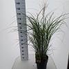 Miscanthus sin. 'Kleine Silbersp.' Pot 12 liter 60 - 80 cm
