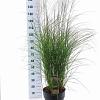 Miscanthus sin. 'Kleine Silbersp.' Pot 12 liter 60 - 80 cm