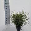 Miscanthus sin. 'Little Zebra' Pot 3 Liter 60 - 70 cm