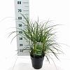 Miscanthus sin. 'Little Zebra' Pot 3 Liter 60 - 70 cm