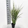 Miscanthus sin. 'Little Zebra' Pot 3 Liter 60 - 70 cm