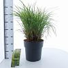 Miscanthus sin. 'Little Zebra' Pot 12 liter 60 - 80 cm