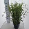 Miscanthus sin. 'Little Zebra' Pot 12 liter 60 - 80 cm