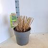 Miscanthus sin. 'Malepartus' Pot 12 liter 60 - 80 cm
