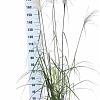 Miscanthus sin. 'Malepartus' Pot 12 liter 60 - 80 cm