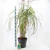 Miscanthus sin. 'Malepartus' Pot 12 liter 60 - 80 cm