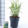 Miscanthus sin. 'Malepartus' Pot 12 liter 60 - 80 cm