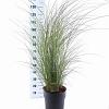 Miscanthus sin. 'Morning Light' Pot 12 liter 60 - 80 cm