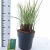 Miscanthus sin. 'Morning Light' Pot 12 liter 60 - 80 cm