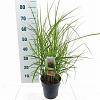 Miscanthus sin. Pink Cloud Pot 3 Liter 60 - 70 cm