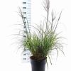 Miscanthus sin. 'Red Chief' Pot 12 liter 60 - 80 cm