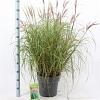 Miscanthus sin. 'Red Chief' Pot 12 liter 60 - 80 cm