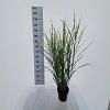 Miscanthus sin. 'Strictus' Pot 3 Liter 60 - 70 cm