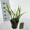 Miscanthus sin. 'Strictus' Pot 3 Liter 60 - 70 cm