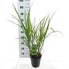 Miscanthus sin. 'Strictus' Pot 3 Liter 60 - 70 cm