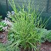 Miscanthus sin. 'Strictus' Pot 12 liter 100 - 125 cm