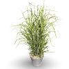 Miscanthus sin. 'Strictus' Pot 12 liter 100 - 125 cm
