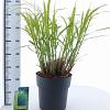 Miscanthus sin. 'Zebrinus' Pot 12 liter 60 - 80 cm