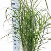 Miscanthus sin. 'Zebrinus' Pot 12 liter 60 - 80 cm