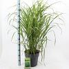 Miscanthus sin. 'Zebrinus' Pot 12 liter 60 - 80 cm