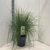 Molinia caerulea 'Heidebraut' Pot 12 liter 60 - 80 cm