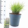 Molinia caerulea 'Heidebraut' Pot 12 liter 60 - 80 cm