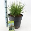 Molinia caerulea 'Heidebraut' Pot 12 liter 60 - 80 cm