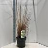 Molinia caerulea 'Heidebraut' Pot 12 liter 60 - 80 cm