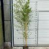 Phyllostachys aureos. 'Aureocaulis' Pot 10 liter 175 - 200 cm