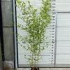 Phyllostachys aureos. 'Spectabilis' Pot 10 liter 175 - 200 cm