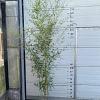 Phyllostachys aureos. 'Spectabilis' Pot 10 liter 175 - 200 cm