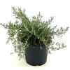 Rosmarinus off. 'Pointe du Raz' Pot 2 liter 25-30cm