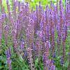 Salvia nem. 'Ostfriesland' Pot 2 Liter 20 - 30 cm