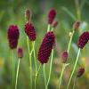 Sanguisorba o. 'Tanna' Pot 2 Liter