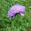 Scabiosa col. 'Pink Mist' Pot 2 Liter