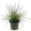 Sesleria autumnalis Pot 2 Liter