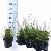 Sesleria autumnalis Pot 2 liter 25-30cm
