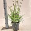 Sesleria autumnalis Pot 2 liter 25-30cm