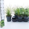 Sesleria autumnalis Pot 2 liter 25-30cm