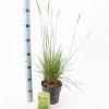 Sesleria autumnalis Pot 2 liter 25-30cm