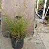 Sporobolus heterolepis Pot 5 Liter 60 - 80 cm