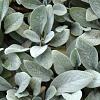 Stachys byzantina 'Silver Carpet' Pot 5 Liter 