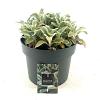 Stachys byzantina 'Silver Carpet' Pot 5 Liter 