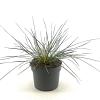 Stipa gigantea Pot 2 Liter