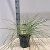 Stipa gigantea Pot 3 Liter 50 - 60 cm