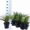 Stipa tenuissima 'Ponytails' Pot 2 Liter 20 - 30 cm