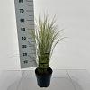 Stipa tenuissima 'Ponytails' Pot 2 Liter 20 - 30 cm