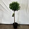 Prunus l. 'Angustifolia' Pot 12 liter stam 90 cm