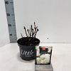 Hydrangea m. 'Little White' Pot 2 Liter 10 - 20 cm